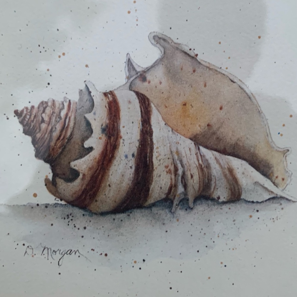 Two D. Morgan Seashell Framed Prints Browns, Pinks, Whites and Tan Artist Signed
